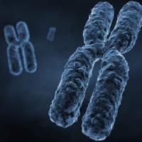 Сколько хромосом у человека