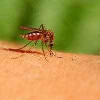 Зачем нужны комары